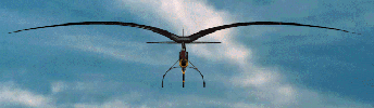frontview GIF - 21785 Bytes